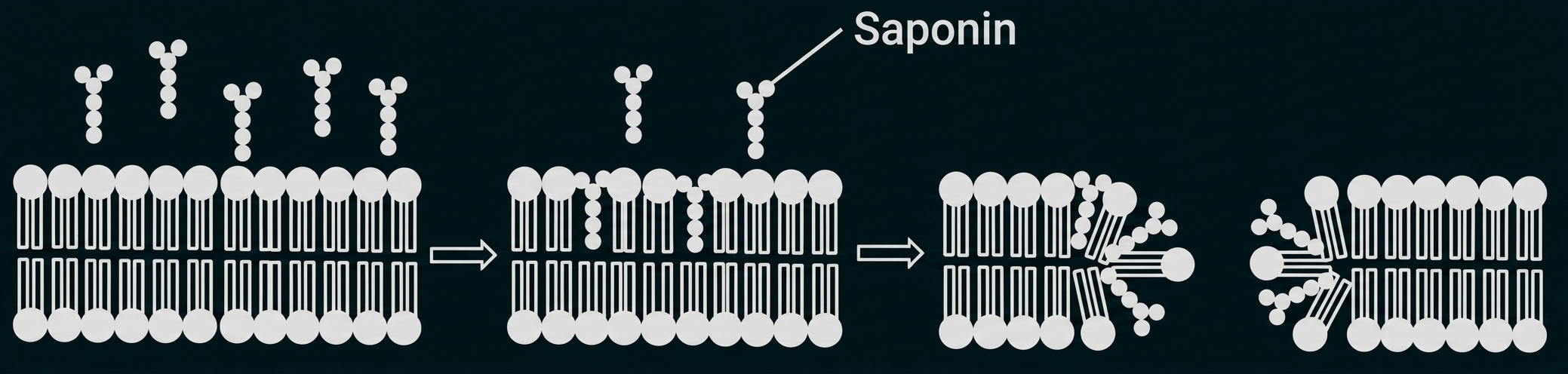 Schematische Zellmembran, Saponin-Moleküle dringen ein und lösen Porenbildung in der Lipiddoppelschicht.